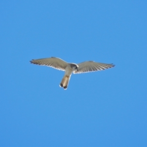 Falco cenchroides at Pallarenda, QLD - 23 Jun 2013 01:14 PM