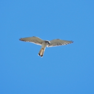 Falco cenchroides (Nankeen Kestrel) at Pallarenda, QLD by TerryS