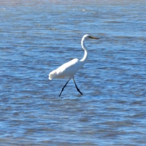 Ardea alba at Shelly Beach, QLD - 23 Jun 2013 01:32 PM