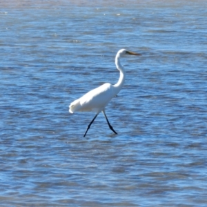 Ardea alba at Shelly Beach, QLD - 23 Jun 2013