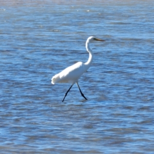 Ardea alba (Great Egret) at Shelly Beach, QLD by TerryS