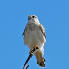 Falco cenchroides (Nankeen Kestrel) at Pallarenda, QLD - 23 Jun 2013 by TerryS