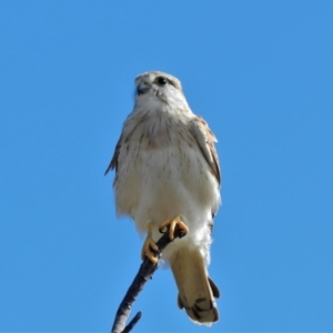 Falco cenchroides at Pallarenda, QLD - 23 Jun 2013 02:03 PM