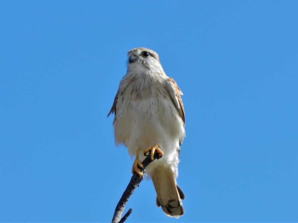 Falco cenchroides at Pallarenda, QLD - 23 Jun 2013