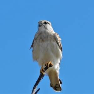 Falco cenchroides at Pallarenda, QLD - 23 Jun 2013