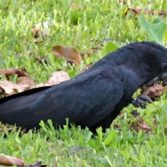 Calyptorhynchus banksii (Red-tailed Black-cockatoo) at Pallarenda, QLD - 16 Jan 2015 by TerryS