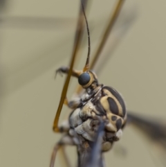 Ptilogyna sp. (genus) (A crane fly) at Watson, ACT - 3 Mar 2022 by trevsci