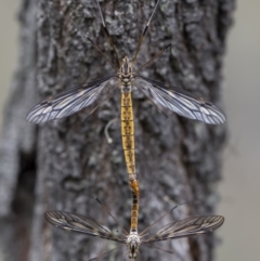 Ptilogyna sp. (genus) at Watson, ACT - 3 Mar 2022 04:22 PM