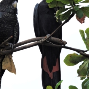 Calyptorhynchus banksii at Pallarenda, QLD - 17 Jan 2015 08:56 AM