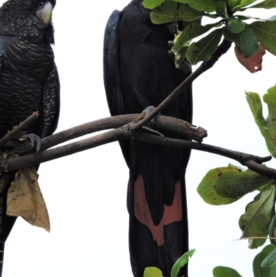 Calyptorhynchus banksii (Red-tailed Black-cockatoo) at Pallarenda, QLD - 17 Jan 2015 by TerryS