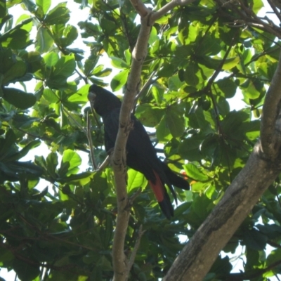 Calyptorhynchus banksii (Red-tailed Black-cockatoo) at Pallarenda, QLD - 7 Jan 2012 by TerryS