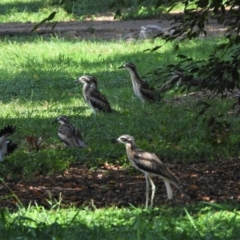 Burhinus grallarius (Bush Stone-curlew) at Hermit Park, QLD - 1 Mar 2022 by TerryS