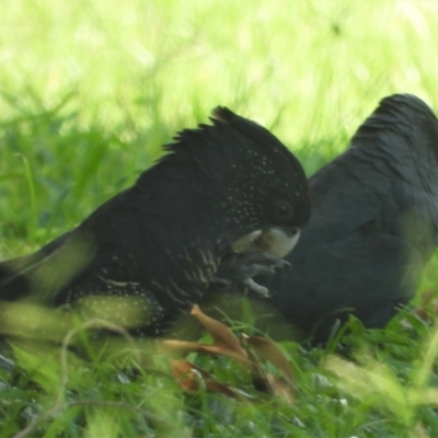 Calyptorhynchus banksii (Red-tailed Black-cockatoo) at Hermit Park, QLD - 1 Mar 2022 by TerryS