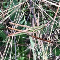 Acrida conica (Giant green slantface) at Molonglo Valley, ACT - 5 Mar 2022 by KMcCue