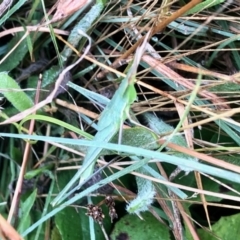 Acrida conica (Giant green slantface) at Molonglo Valley, ACT - 4 Mar 2022 by KMcCue