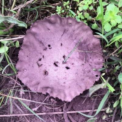 Calvatia cyathiformis at Molonglo Valley, ACT - 4 Mar 2022 by KMcCue