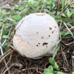 Unverified Puffball & the like at Molonglo Valley, ACT - 5 Mar 2022 by KMcCue