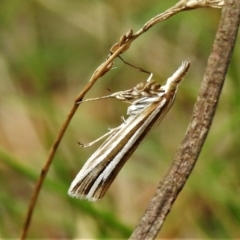 Hednota species near grammellus (Pyralid or snout moth) at Tidbinbilla Nature Reserve - 4 Mar 2022 by JohnBundock