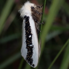 Oenosandra boisduvalii (Boisduval's Autumn Moth) at Namadgi National Park - 4 Mar 2022 by AnneG1