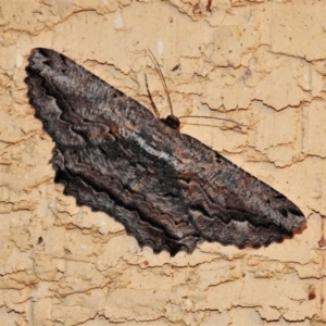 Scioglyptis lyciaria at Wanniassa, ACT - 4 Mar 2022 10:26 PM