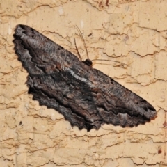 Scioglyptis lyciaria (White-patch Bark Moth) at Wanniassa, ACT - 4 Mar 2022 by JohnBundock