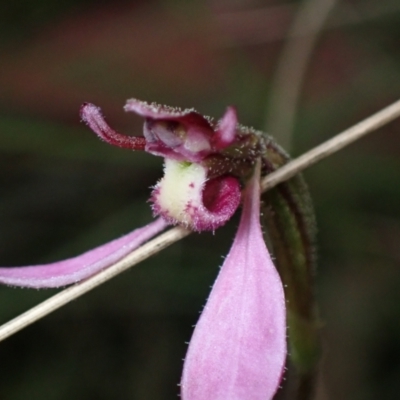 Eriochilus magenteus (Magenta Autumn Orchid) at Cotter River, ACT - 4 Mar 2022 by AnneG1