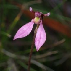 Eriochilus magenteus (Magenta autumn orchid) at Cotter River, ACT - 4 Mar 2022 by AnneG1