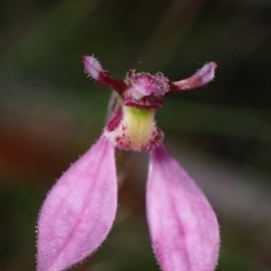 Eriochilus magenteus at Cotter River, ACT - 4 Mar 2022