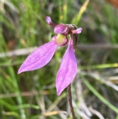 Eriochilus magenteus at Cotter River, ACT - 4 Mar 2022