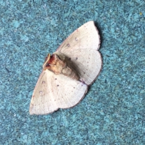 Anthela acuta at Tathra, NSW - 3 Mar 2022 10:03 AM