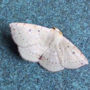 Anthela acuta at Tathra, NSW - 3 Mar 2022 10:03 AM