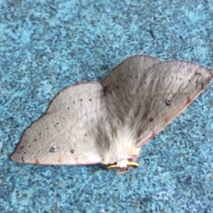 Anthela acuta at Tathra, NSW - 3 Mar 2022 10:03 AM