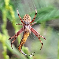 Cyclosa fuliginata (species-group) (An orb weaving spider) at Western Edge Area - 5 Mar 2022 by HelenCross