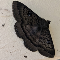 Dasypodia cymatodes (Northern old lady moth) at Lions Youth Haven - Westwood Farm A.C.T. - 5 Mar 2022 by HelenCross