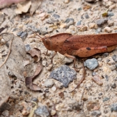 Goniaea australasiae (Gumleaf grasshopper) at Paddys River, ACT - 5 Mar 2022 by pixelnips
