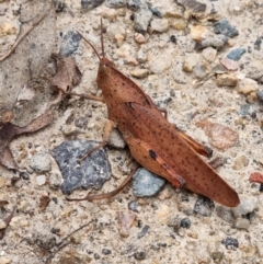 Goniaea australasiae at Paddys River, ACT - 5 Mar 2022 12:18 PM