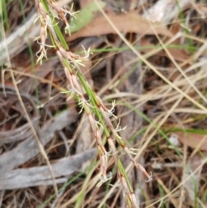 Lepidosperma laterale at Hawker, ACT - 5 Mar 2022