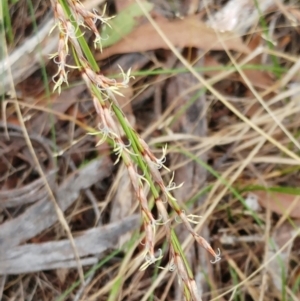 Lepidosperma laterale at Hawker, ACT - 5 Mar 2022 10:54 AM