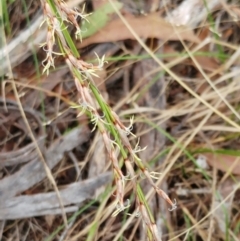 Lepidosperma laterale (Variable Sword Sedge) at Hawker, ACT - 4 Mar 2022 by sangio7
