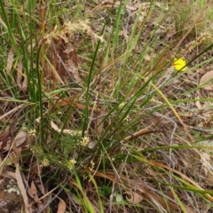 Lepidosperma laterale at Hawker, ACT - 5 Mar 2022 10:54 AM