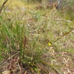 Lepidosperma laterale at Hawker, ACT - 5 Mar 2022