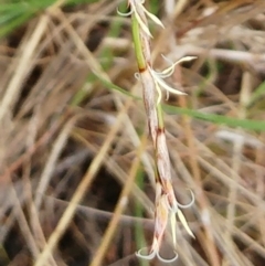 Lepidosperma laterale at Hawker, ACT - 5 Mar 2022