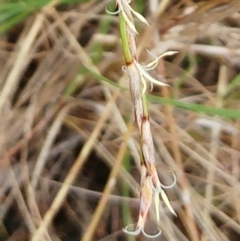 Lepidosperma laterale at Hawker, ACT - 5 Mar 2022 10:54 AM