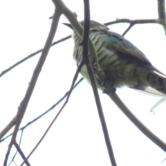 Chrysococcyx lucidus (Shining Bronze-Cuckoo) at Tidbinbilla Nature Reserve - 5 Mar 2022 by BenW