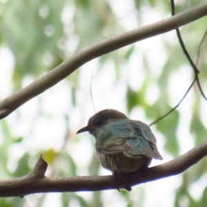 Chrysococcyx lucidus at Paddys River, ACT - 5 Mar 2022