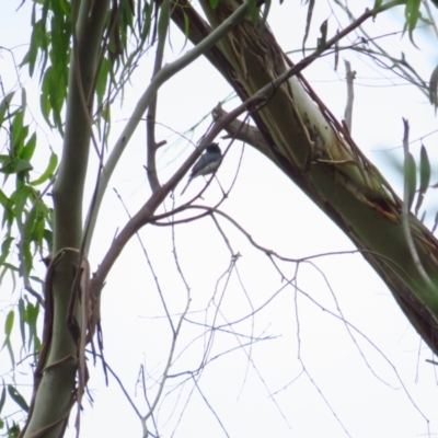 Myiagra rubecula (Leaden Flycatcher) at Tidbinbilla Nature Reserve - 5 Mar 2022 by TomW