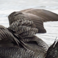 Biziura lobata (Musk Duck) at Tidbinbilla Nature Reserve - 5 Mar 2022 by TomW