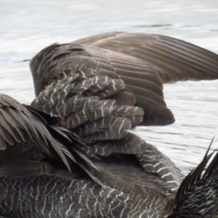 Biziura lobata (Musk Duck) at Tidbinbilla Nature Reserve - 5 Mar 2022 by BenW