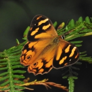 Heteronympha banksii at Paddys River, ACT - suppressed