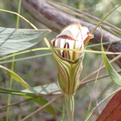 Diplodium coccinum at Cotter River, ACT - 4 Mar 2022